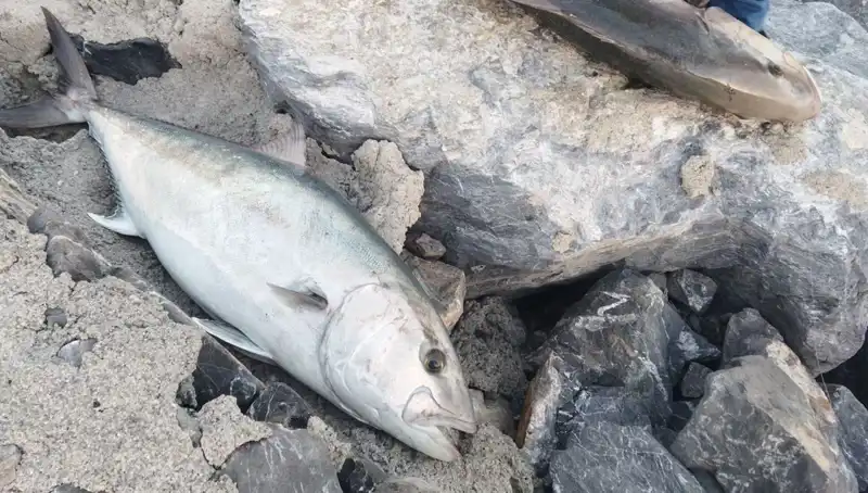 Oltayla Yakalanan 65 Kiloluk Dev Balık, 18 Bin TL'ye Satıldı!