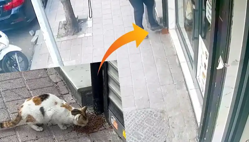 Kedi Kafası: Mamaları Dağıtan Şirin Dostlar Kaçışta!