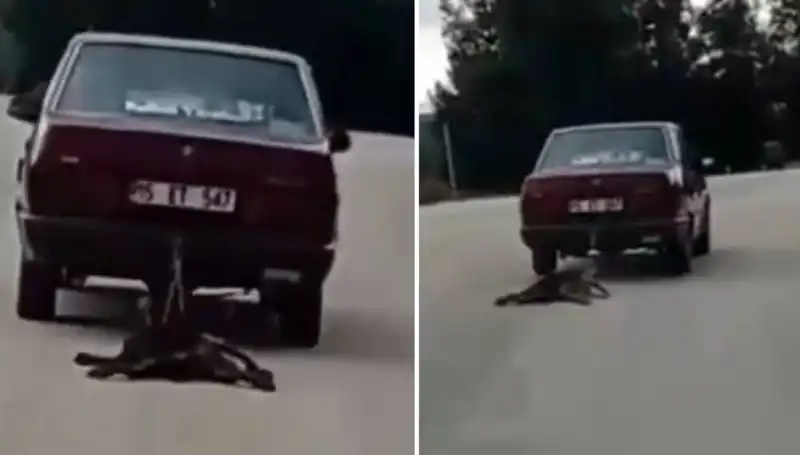 Otomobilin Arkasına Bağlı Köpeği Sürükleyen Şok Edici Olay