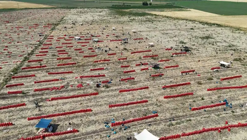Tarımda Çalkantı: Tarlada Fiyatlar 5 TL’ye Düşerken İşçiler Zor Şartlarda Çalışıyor