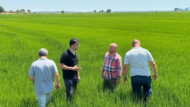 Çeltik Tarlaları Yeşil Deniz Oluyor: Rekor Hasat Heyecanı Yaşanıyor