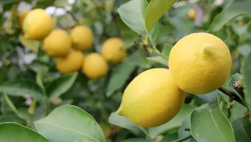 Limonun Fiyatı Yükseldi: 24 Lira ile Cep Yakıyor!